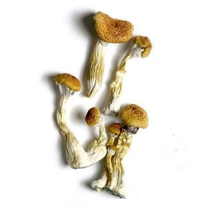 Golden Mammoth Mushrooms