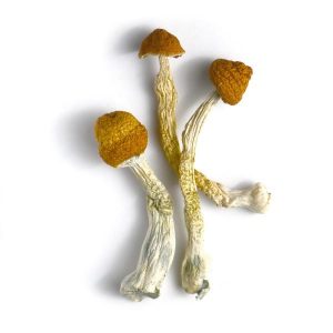 Hillbilly Mushrooms 2