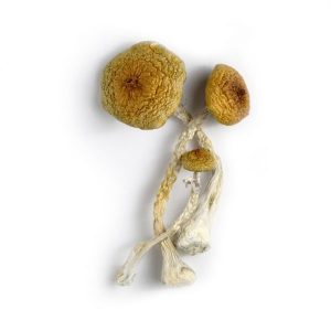 Huaulta Mushrooms