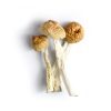 Orissa India Mushrooms