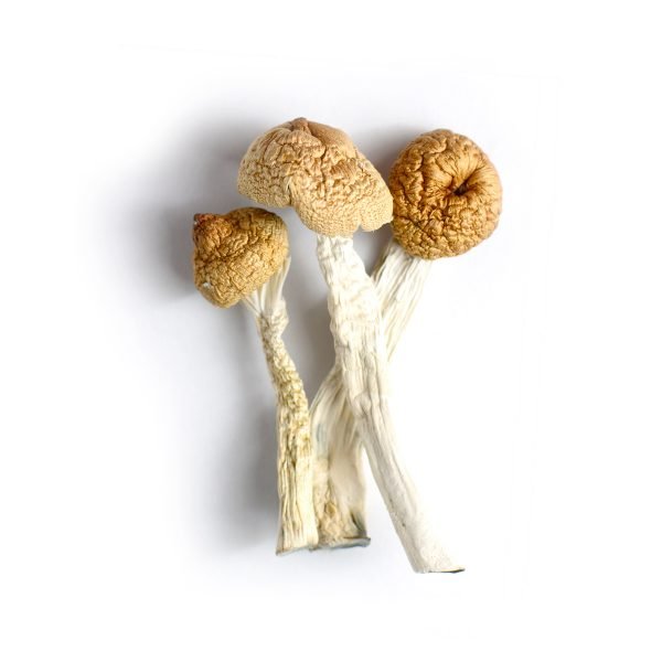 Orissa India Mushrooms