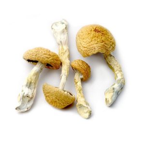 Transkei Mushrooms