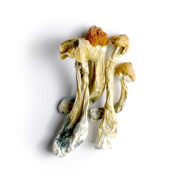 Tri Colour Ecuadorian Mushrooms