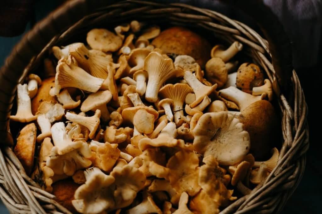 Diet Mushrooms CA