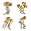Magic Mushroom Sample Pack #2