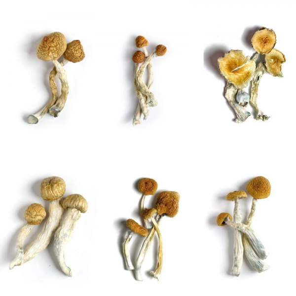 Magic Mushroom Sample Pack