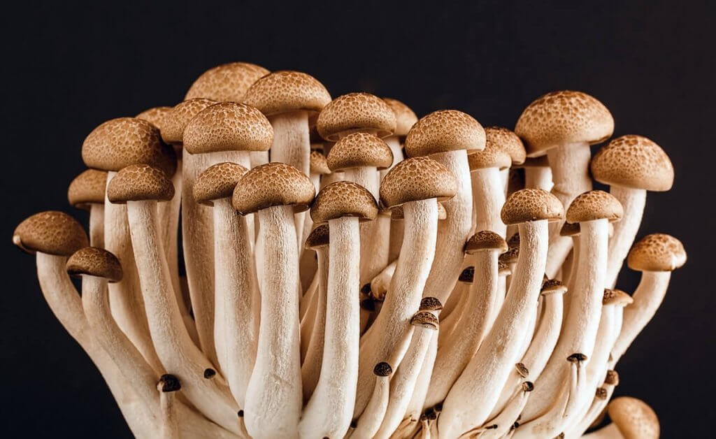 Mushroom Types