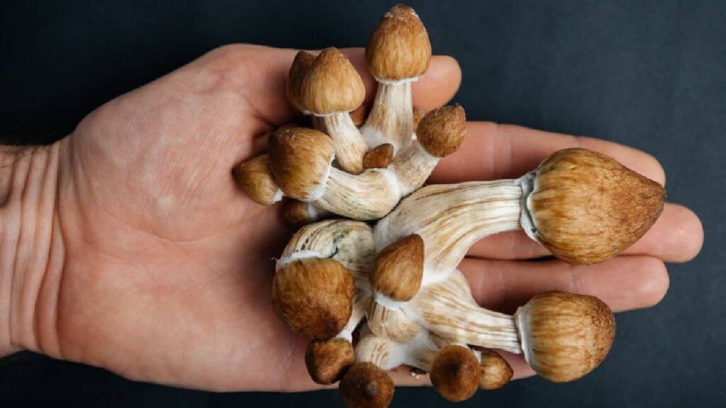 Golden Teacher Magic Mushrooms Review